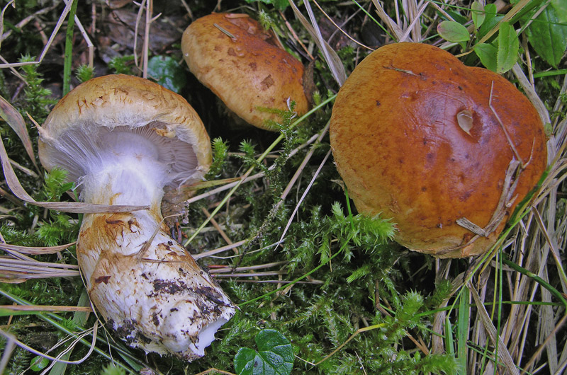 Cortinarius saginus....siete d''accordo?